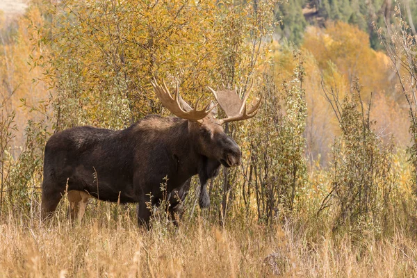 Bull Moose in Fall — Stock Photo, Image