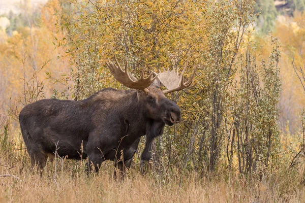 Bull moose in herfst — Stockfoto