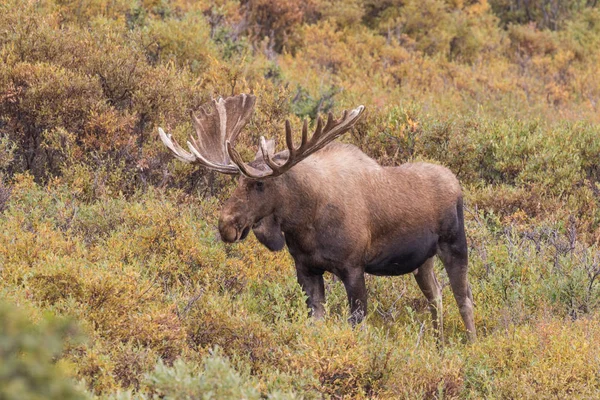 Άλκη ταύρο Yukon Αλάσκα — Φωτογραφία Αρχείου