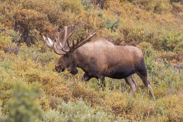Аляска Юкон лося Bull — стокове фото