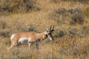 Pronghorn Antelope Buck in Rut clipart