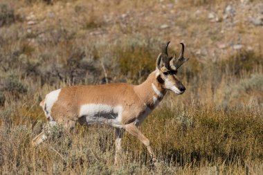 Kötü durumda olan tek pronghorn antilop Buck