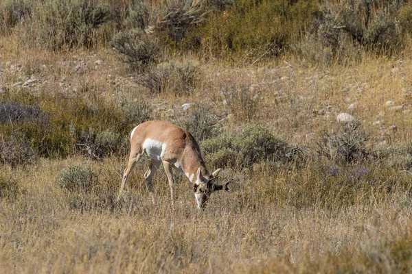 Pronghorn Antilope Buck in Rut — Stockfoto