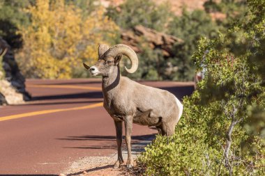 Bighorn Ram geçerken yol çöl