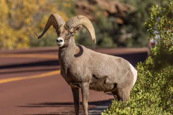 Bighorn Ram cruzando a estrada do deserto — Fotografia de Stock