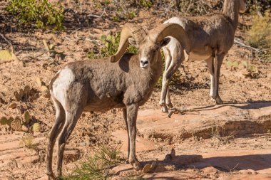 çöl bighorn koyun ram
