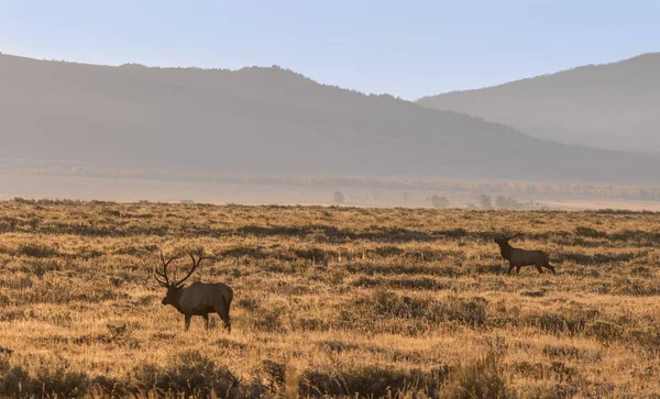 Bull Elk in Rut — Stock Photo, Image