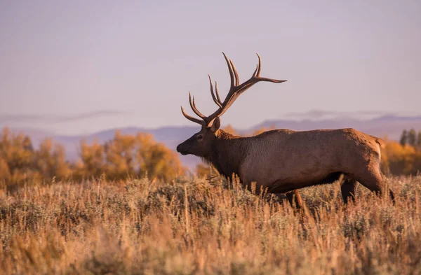 Bull Elk podzim — Stock fotografie