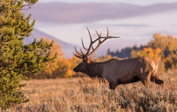 Bull Elk in Fall — Stock Photo, Image