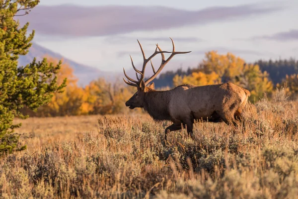 Bull Elk in Fall — Stock Photo, Image