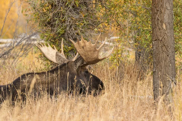 Toro Moose Camas en otoño —  Fotos de Stock