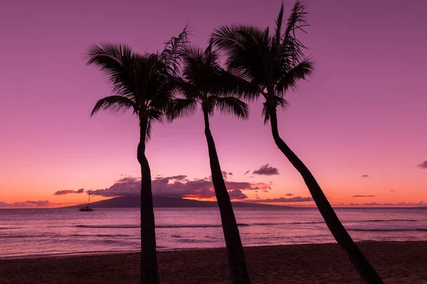 Palmeras al atardecer — Foto de Stock