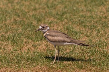 Kildeer'in otların arasında ayakta