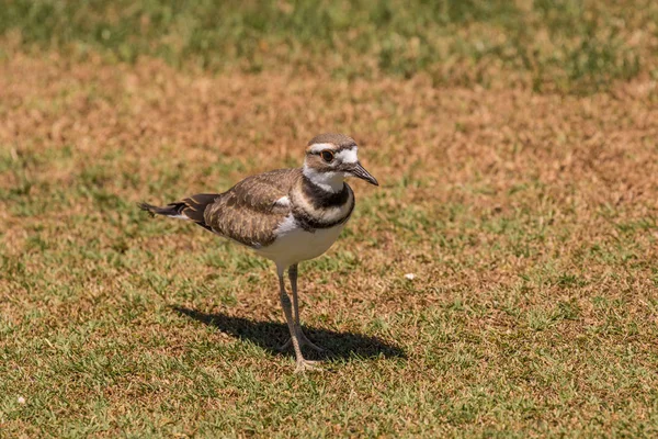 Killdeer 草の中に立っています。 — ストック写真