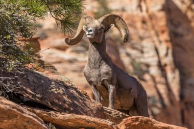 çöl bighorn koyun ram