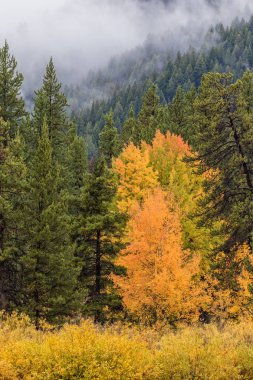 doğal sonbahar manzarası