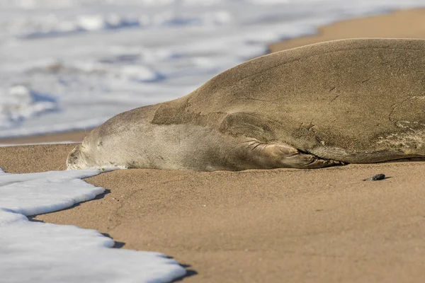 Monge Seal Resting — Fotografia de Stock