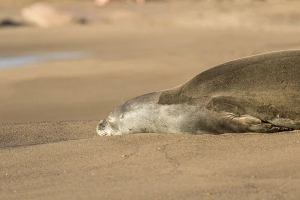 Тюлень-монах відпочиває — стокове фото