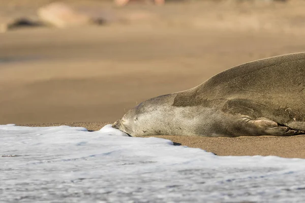 Monge Seal Resting — Fotografia de Stock