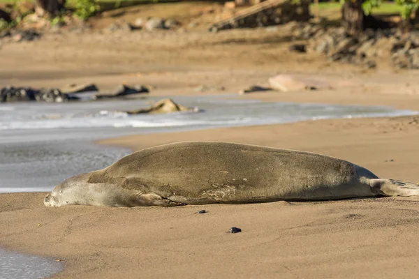 Monge Seal Resting — Fotografia de Stock