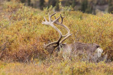 Boğa Caribou kadife