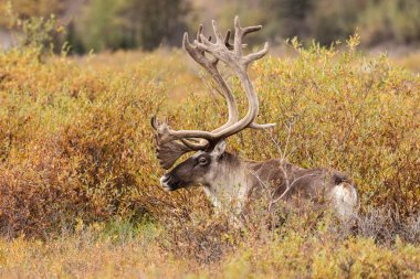 Boğa Caribou kadife