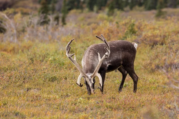 Bull Caribou in fluweel — Stockfoto