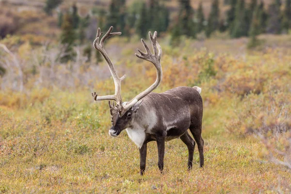 Bull Caribou en velours — Photo