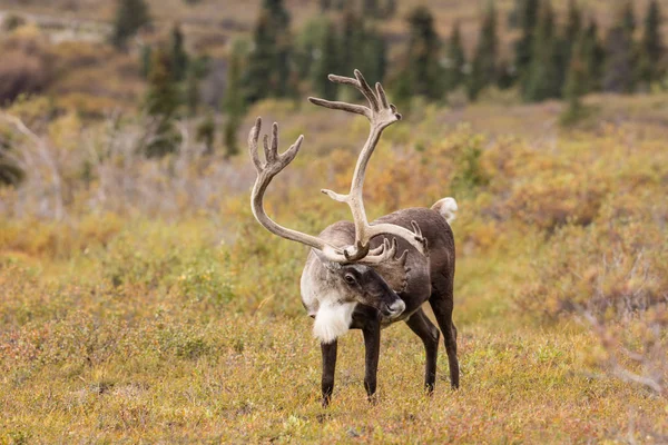 Bull Caribou en terciopelo —  Fotos de Stock