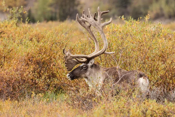 Bull Caribou in fluweel — Stockfoto
