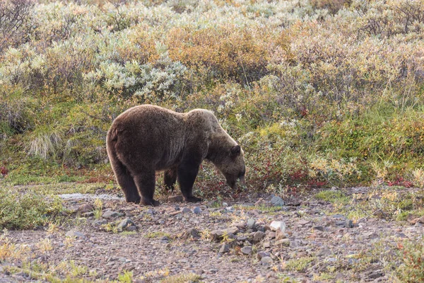 Oso pardo en Alaska —  Fotos de Stock