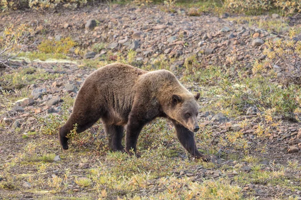 Medvěd grizzly na Aljašce — Stock fotografie