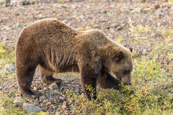 Urso Grizzly no Alasca — Fotografia de Stock