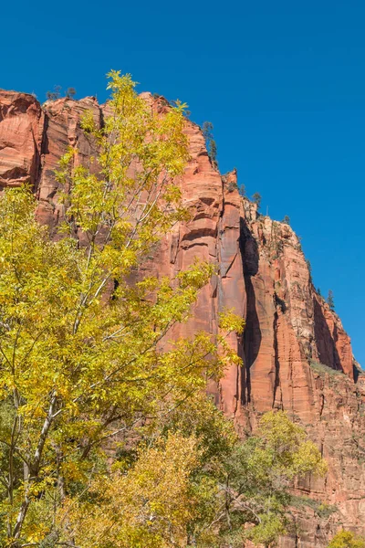 Autumn in the Zion Narrows — Stock Photo, Image