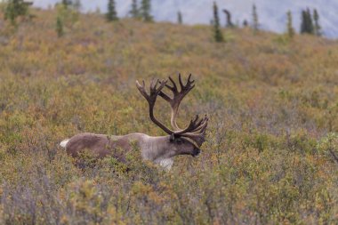 Ren geyiği boğa kadife