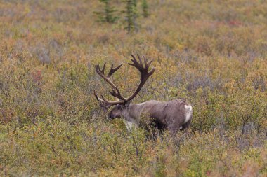 Ren geyiği boğa kadife