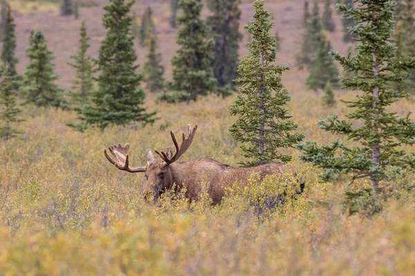 Bull Moose in velvet — Stock Photo, Image