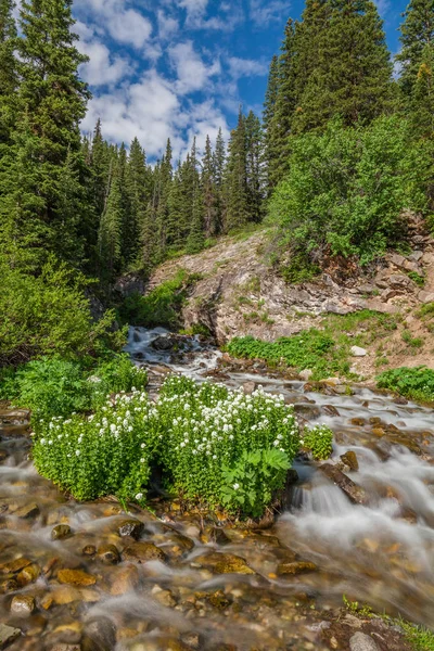 Scenic Mountain Stream no verão — Fotografia de Stock