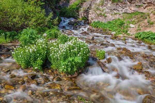 Scenic Mountain Stream i sommar — Stockfoto