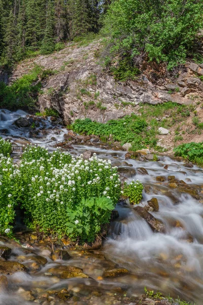 Scenic Mountain Stream no verão — Fotografia de Stock