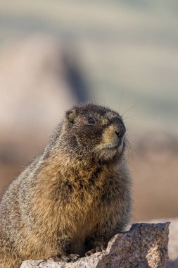 Sarı karınlı marmot