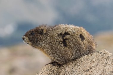 Sarı karınlı marmot