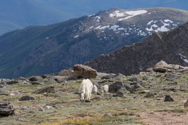 Dağ keçisi dadı ve çocuklar