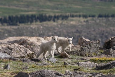 dağ keçisi çocuklar