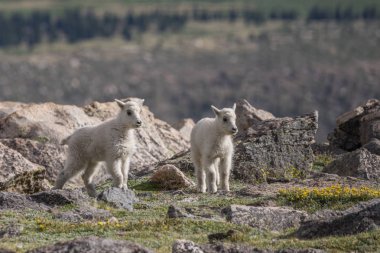 dağ keçisi çocuklar