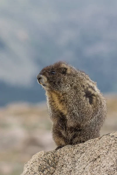 Marmotta dal ventre giallo — Foto Stock