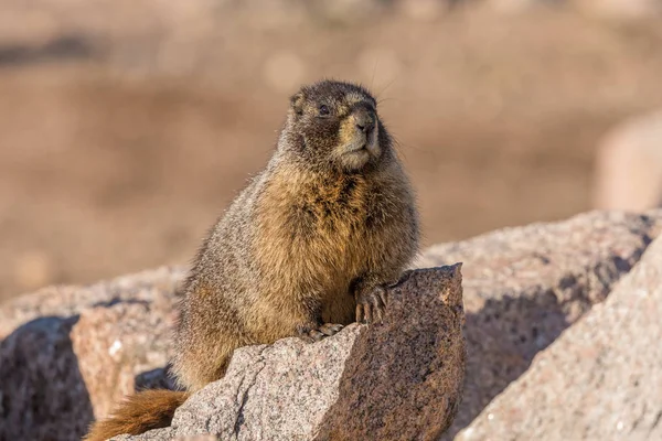 Gul bellied murmeldjur — Stockfoto