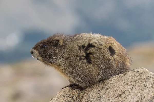 Amarillo vientre Marmot —  Fotos de Stock
