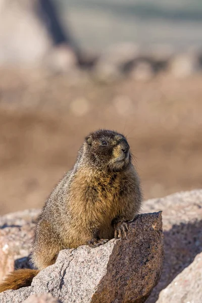 Yellow Bellied Marmot — Stock Photo, Image