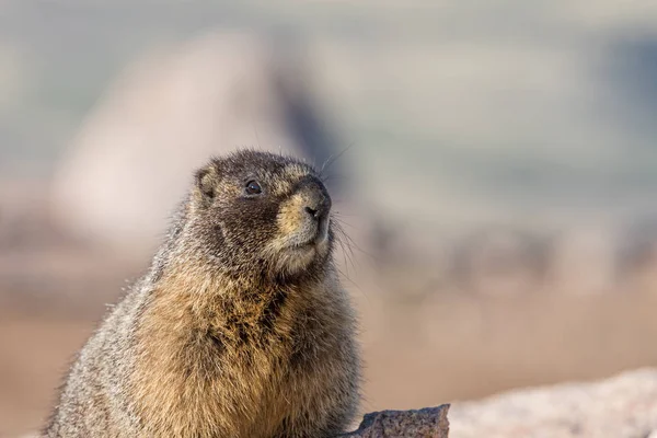 Marmotte à ventre jaune — Photo